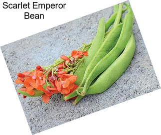 Scarlet Emperor Bean