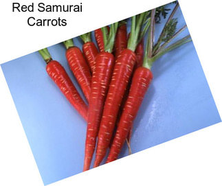 Red Samurai Carrots
