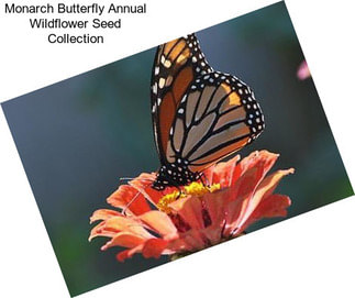 Monarch Butterfly Annual Wildflower Seed Collection