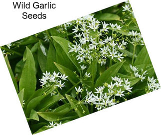 Wild Garlic Seeds