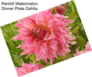 Penhill Watermelon Dinner Plate Dahlia