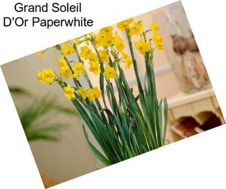 Grand Soleil D\'Or Paperwhite