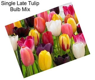 Single Late Tulip Bulb Mix