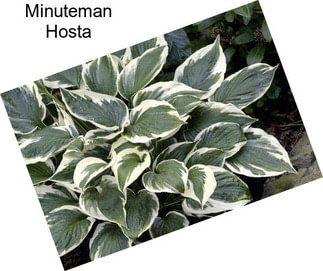 Minuteman Hosta