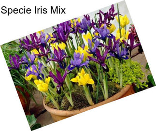 Specie Iris Mix