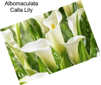 Albomaculata Calla Lily