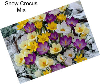 Snow Crocus Mix