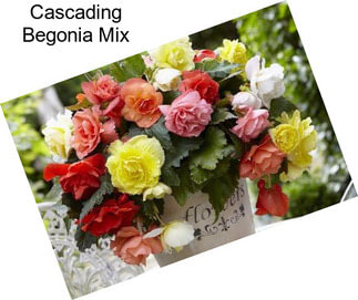 Cascading Begonia Mix