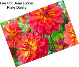 Fire Pot Semi Dinner Plate Dahlia