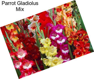 Parrot Gladiolus Mix