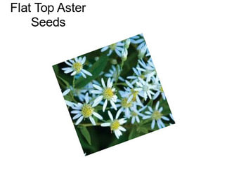 Flat Top Aster Seeds