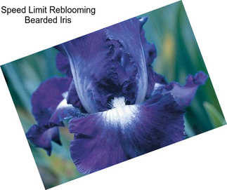 Speed Limit Reblooming Bearded Iris