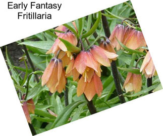 Early Fantasy Fritillaria