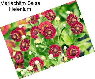 Mariachitm Salsa Helenium