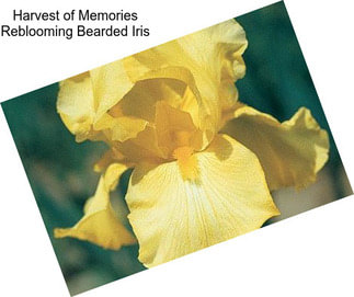 Harvest of Memories Reblooming Bearded Iris