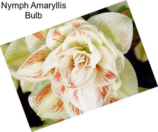 Nymph Amaryllis Bulb