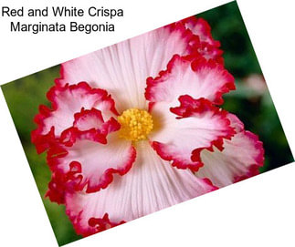 Red and White Crispa Marginata Begonia