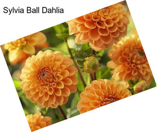 Sylvia Ball Dahlia