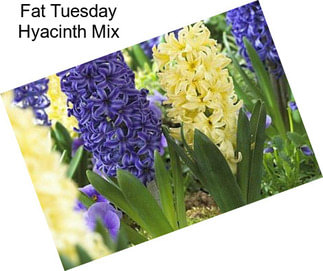 Fat Tuesday Hyacinth Mix