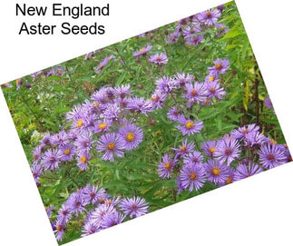 New England Aster Seeds