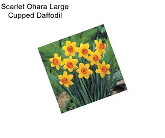 Scarlet Ohara Large Cupped Daffodil