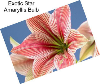 Exotic Star Amaryllis Bulb