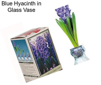 Blue Hyacinth in Glass Vase