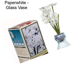 Paperwhite - Glass Vase