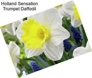 Holland Sensation Trumpet Daffodil