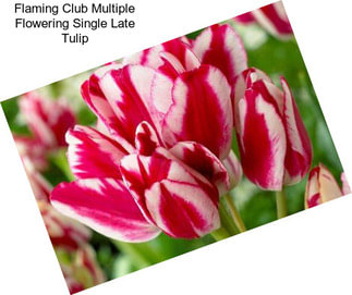 Flaming Club Multiple Flowering Single Late Tulip