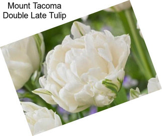 Mount Tacoma Double Late Tulip