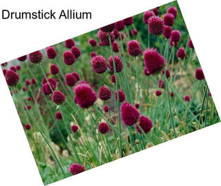 Drumstick Allium