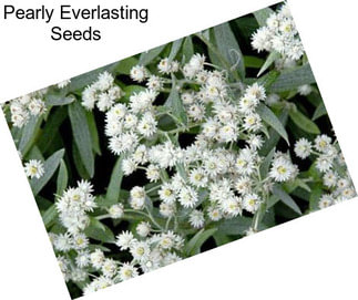 Pearly Everlasting Seeds