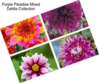 Purple Paradise Mixed Dahlia Collection