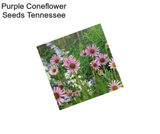 Purple Coneflower Seeds Tennessee