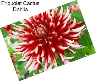 Friquolet Cactus Dahlia