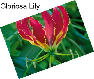 Gloriosa Lily