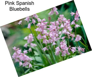 Pink Spanish Bluebells