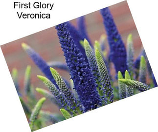 First Glory Veronica