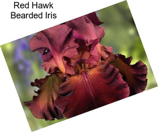 Red Hawk Bearded Iris