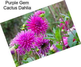 Purple Gem Cactus Dahlia
