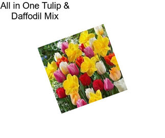 All in One Tulip & Daffodil Mix