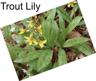 Trout Lily