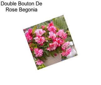 Double Bouton De Rose Begonia