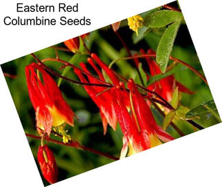 Eastern Red Columbine Seeds