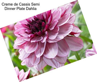 Creme de Cassis Semi Dinner Plate Dahlia