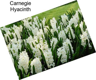 Carnegie Hyacinth