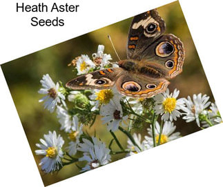 Heath Aster Seeds
