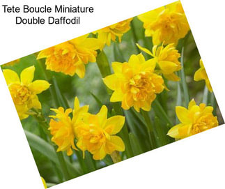 Tete Boucle Miniature Double Daffodil