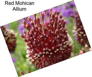 Red Mohican Allium